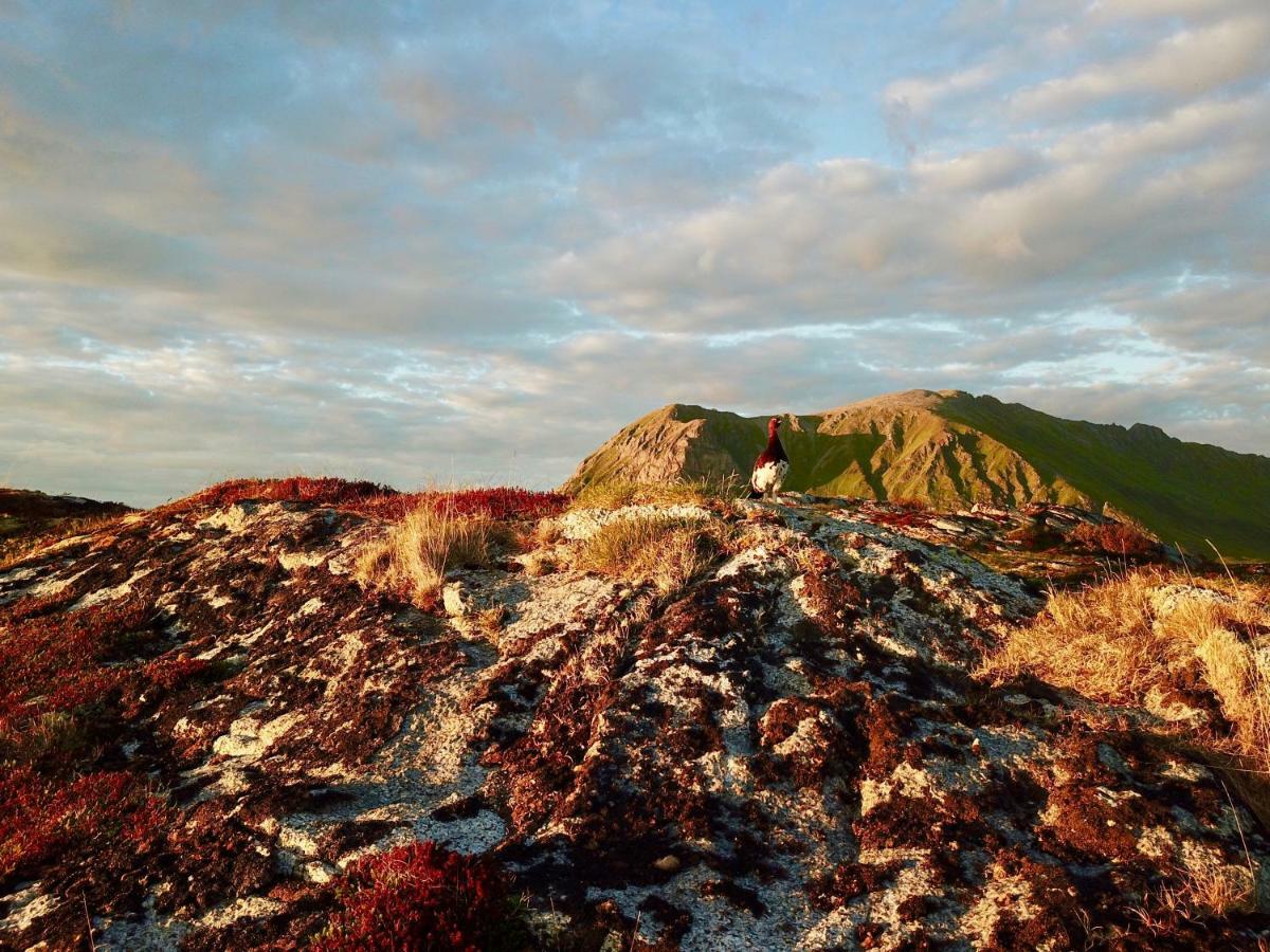 Midnight Sun View Lofoten Лекнес Екстериор снимка
